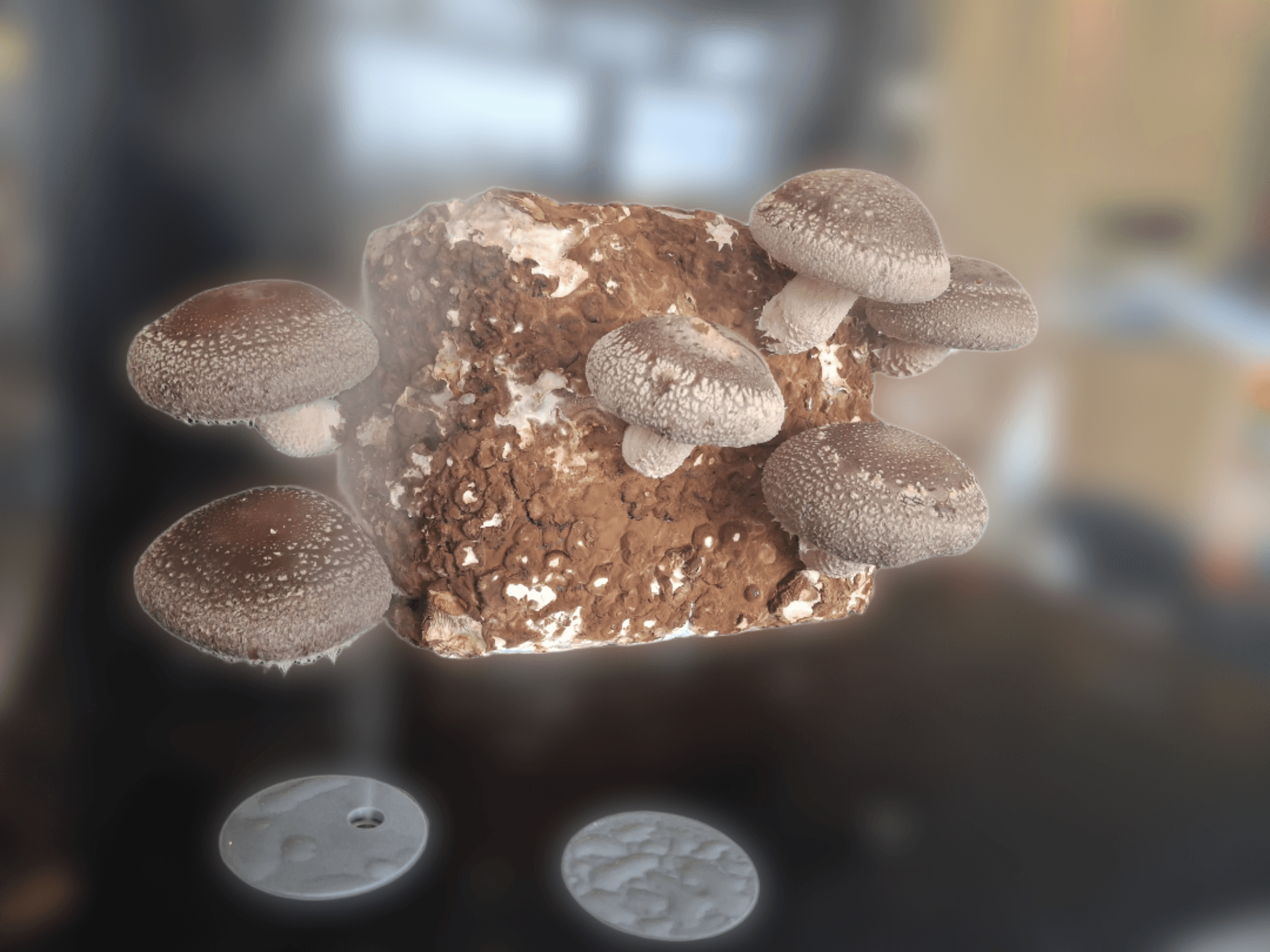 Shiitake grow scene