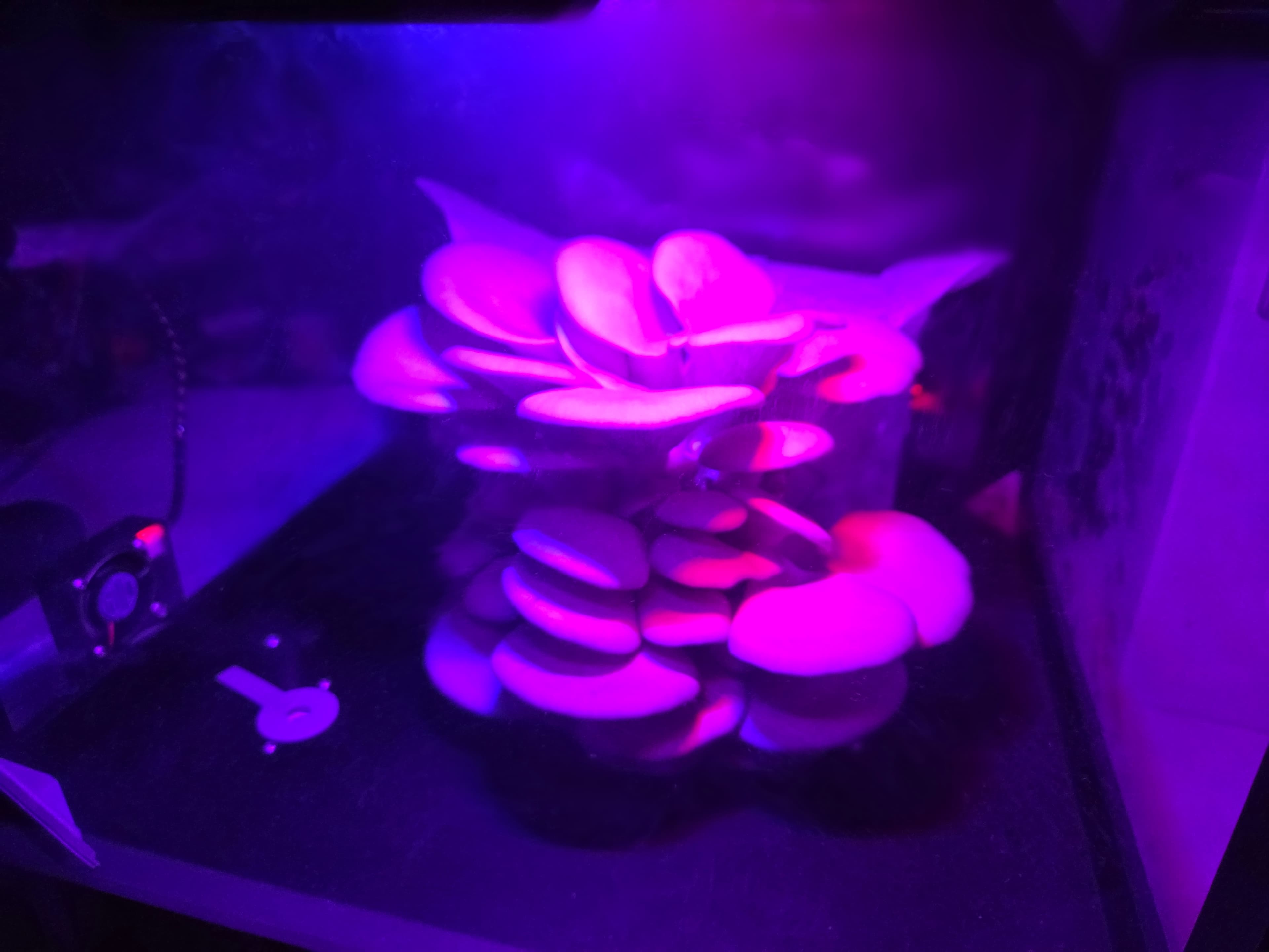 Pink-lit oyster mushroom grow